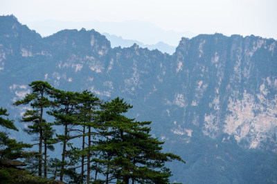 湖南张家界山崖上的松树与壮丽山脉