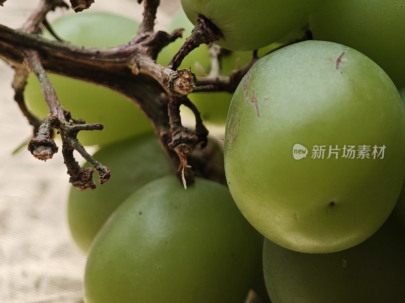 青提特写展示果实饱满的青提近景