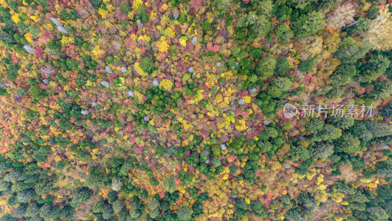 阿坝州黄龙风景名胜区秋色