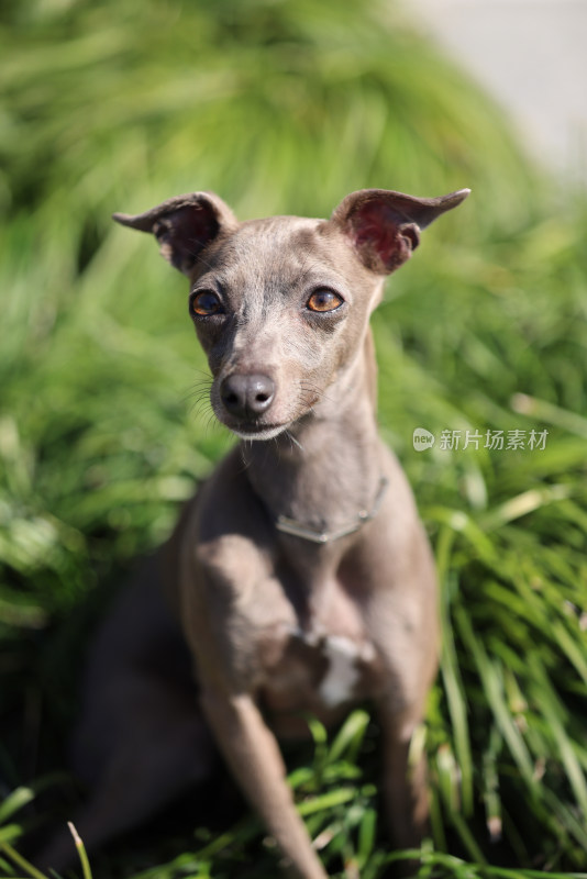 坐在草地上的意大利小灵缇犬