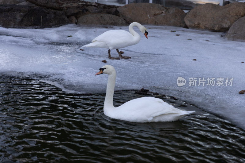 两只在冰雪地里游泳的白天鹅