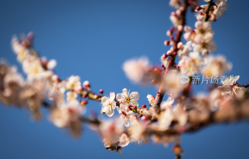 蓝天映衬下盛开的花朵