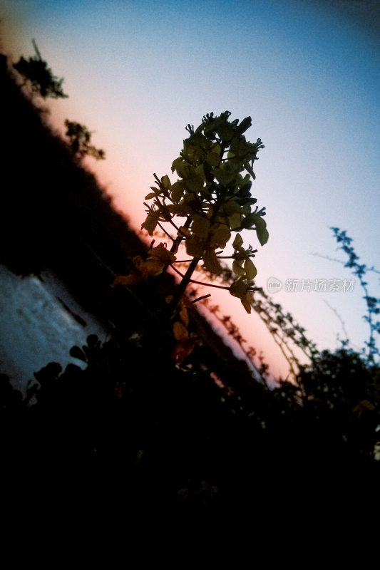 夕阳下河边的油菜花剪影