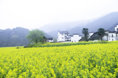 婺源油菜花田