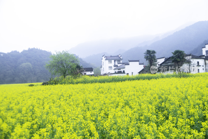 婺源油菜花田