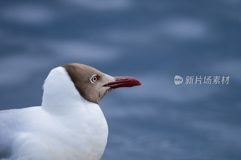 若尔盖的海鸥