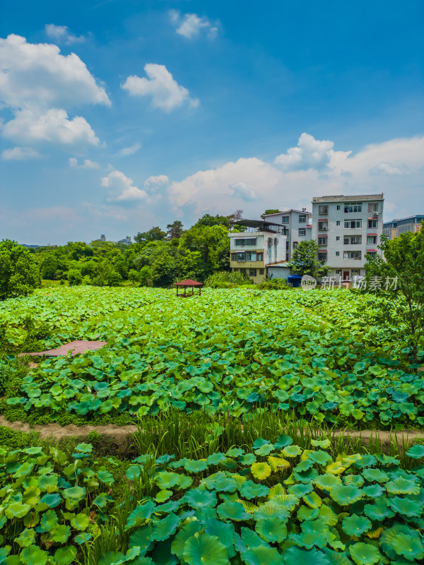 桂林的夏季荷塘风光