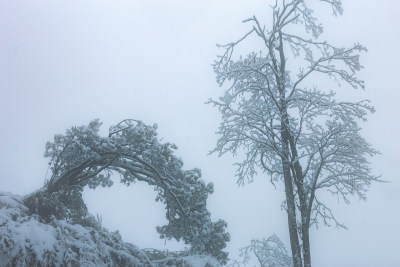 雪覆盖的林间小道