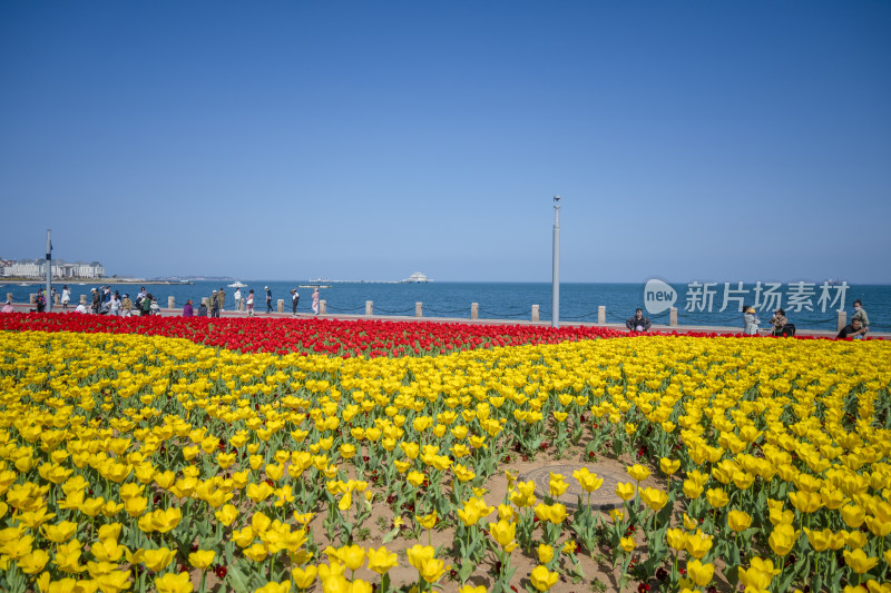 春天公园里盛开的郁金香花海自然风景