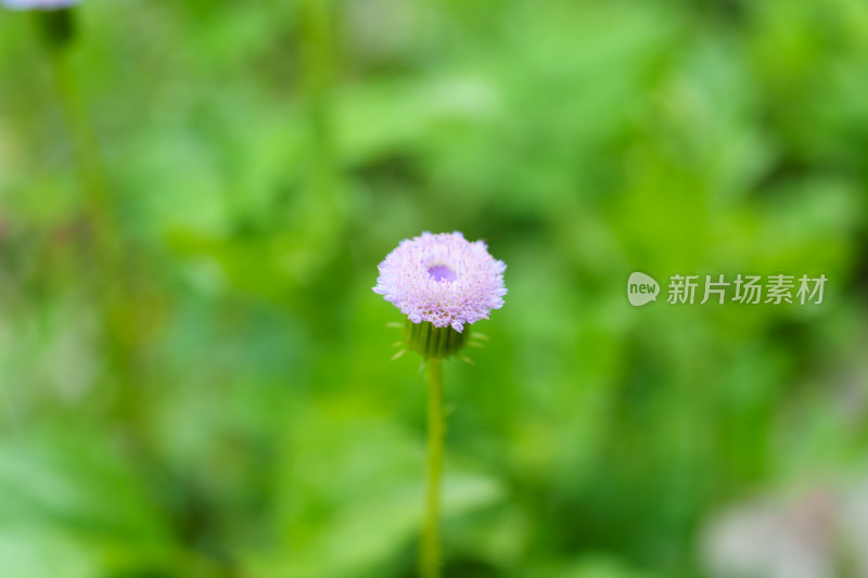 蓝花野茼蒿