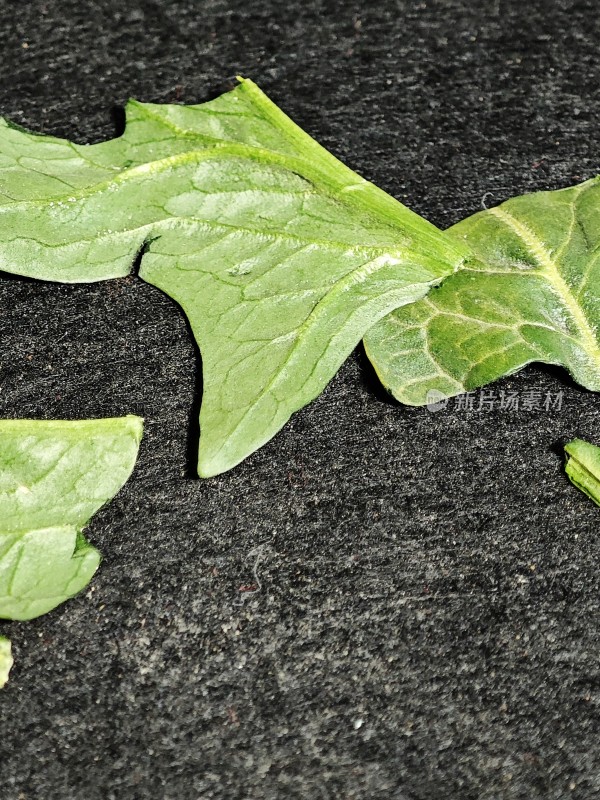 绿色植物叶片特写