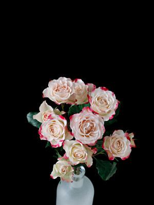 黑色背景上的一束粉色插花玫瑰花