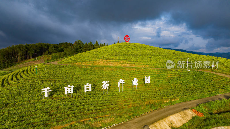 万亩茶园产业园区全景