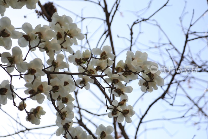 白色玉兰花