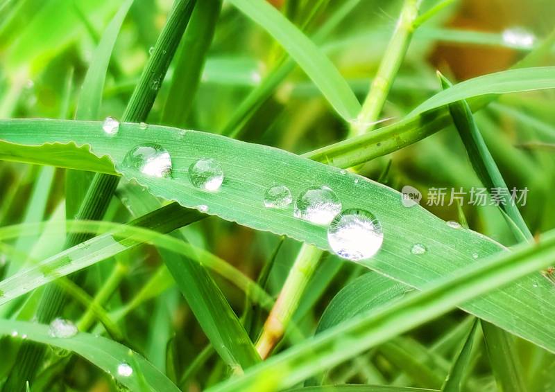 雨后雨露，草间水滴 夏季