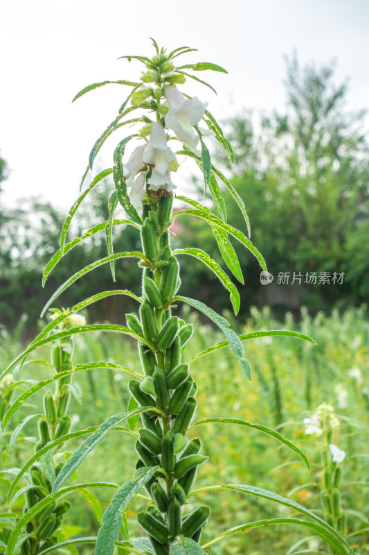 芝麻农田