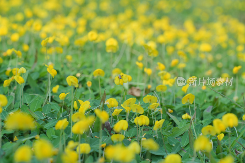 田间盛开的黄花蔓花生
