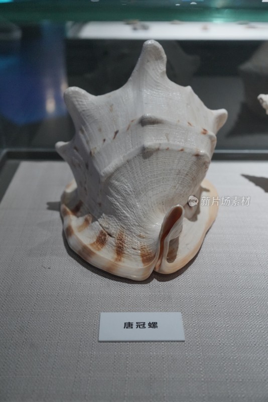 海洋馆中展示的唐冠螺标本