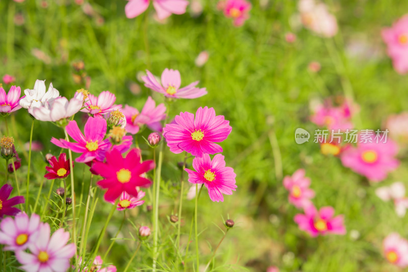 夕阳下的格桑花或波斯菊