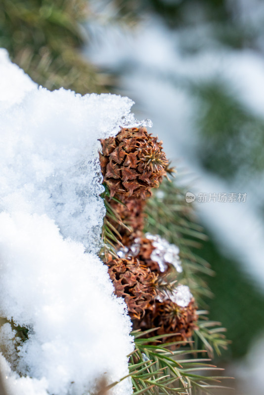 冬天落雪的松果