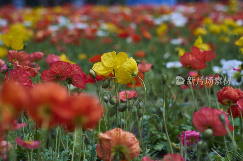 盛开的格桑花