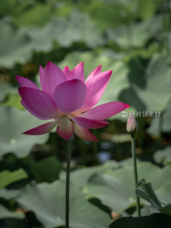 夏天池塘荷花莲花开放夏至立夏