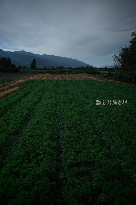 阴天下的大片绿色农田景象