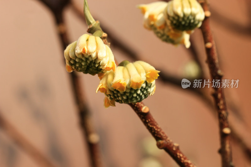 结香花花蕾实拍素材