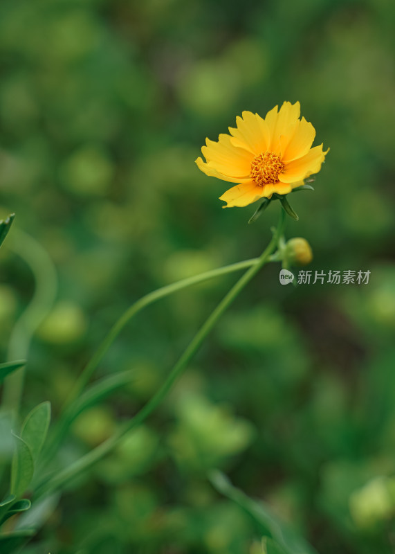 植物素材——金鸡菊