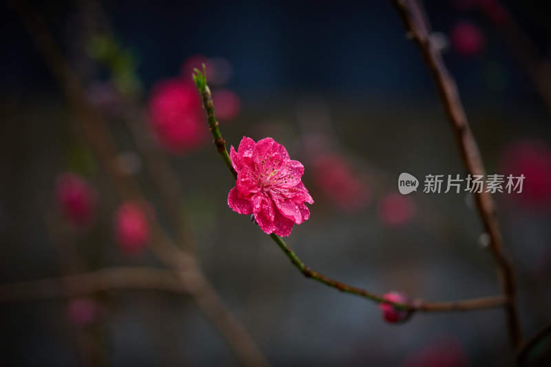 特写娇艳带水珠粉色花朵