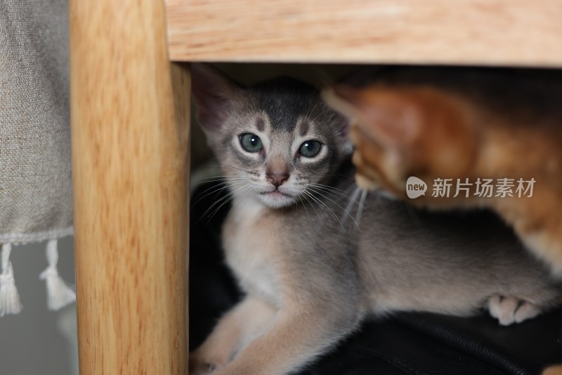 可爱的猫咪幼崽