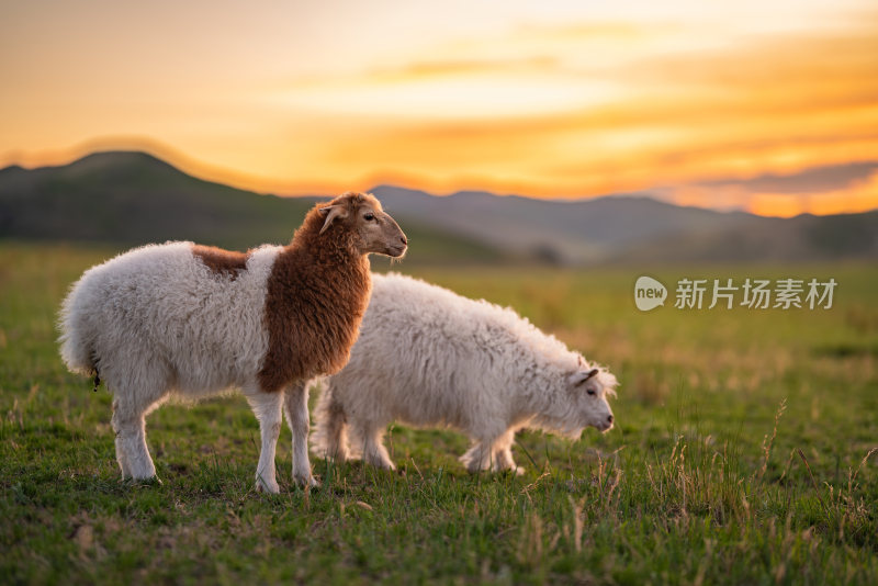 草原上的绵羊和山羊
