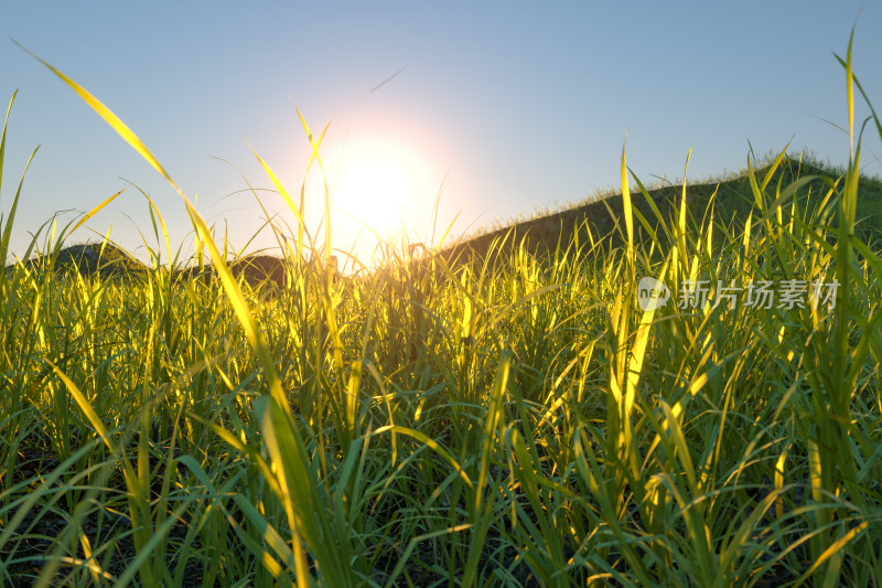 阳光照射下茂密的草原 