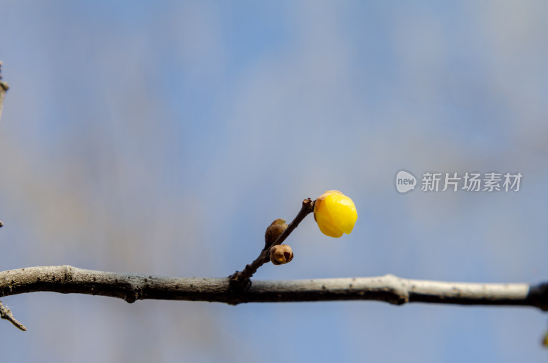 一枝腊梅花苞