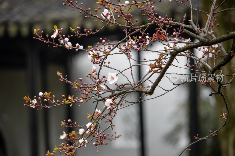 春日古建筑与枝头含苞待放的紫叶李