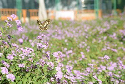 广东东莞：蝶恋花