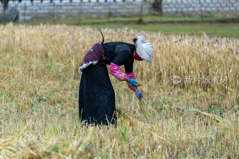 身着民族服饰的女性在田间劳作