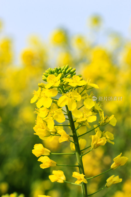 蓝色自然背景中的油菜花