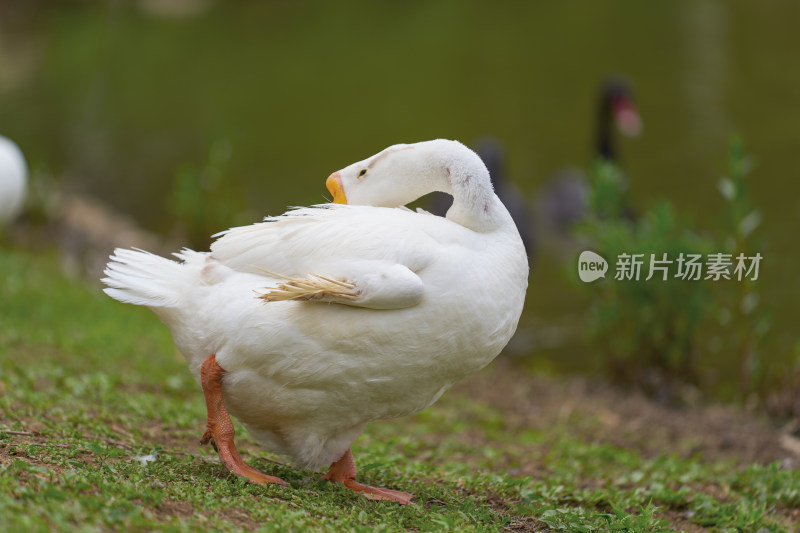 湖边的大白鹅