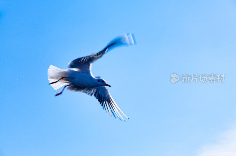 云南丽江泸沽湖天空海鸥飞鸟野生动物