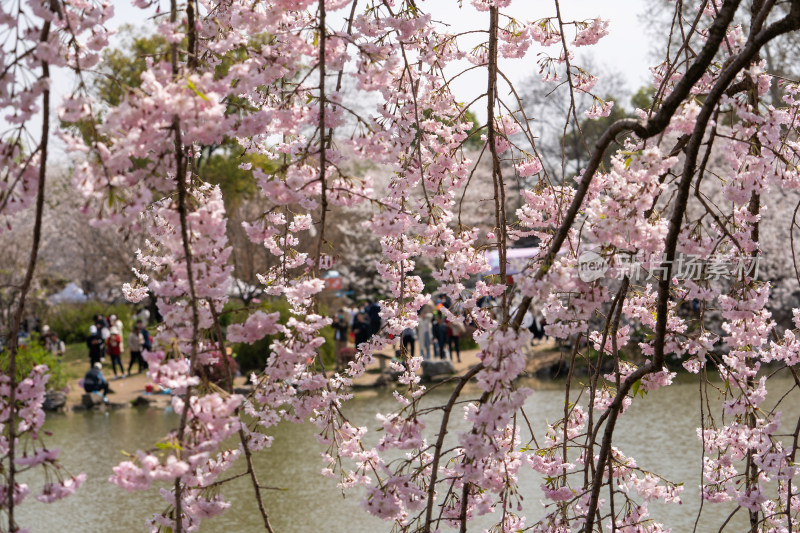 武汉东湖樱花园白色樱花盛开