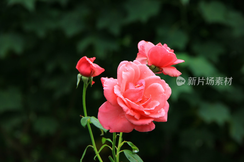 雨后新清的玫瑰花