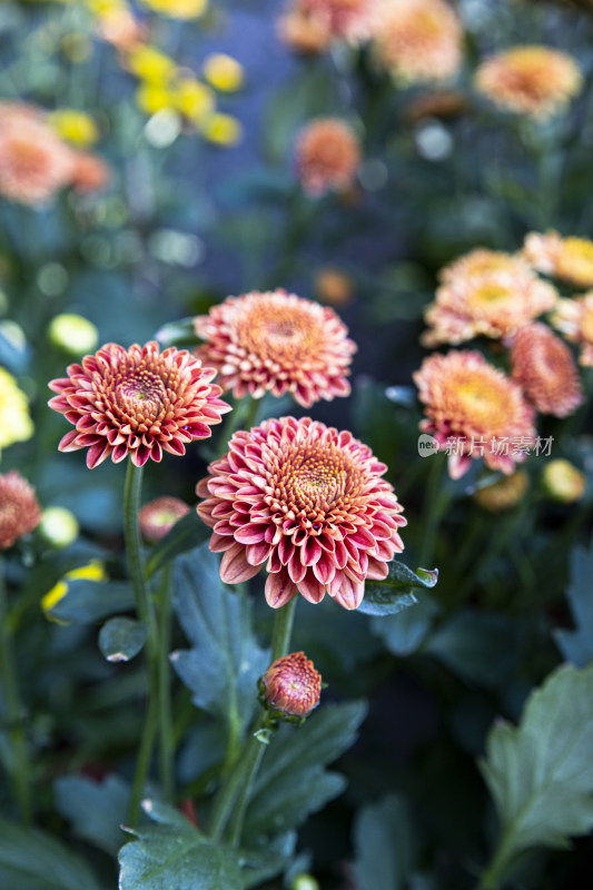 粉红菊花特写