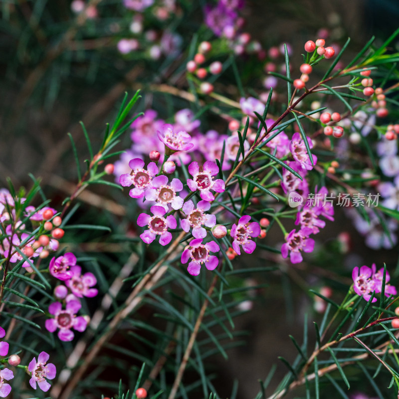 紫色桃金蜡花特写