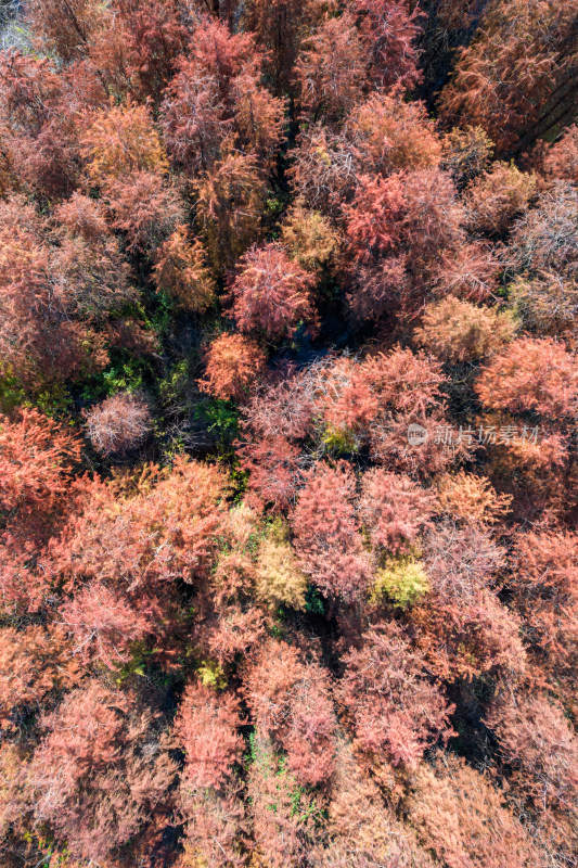 深圳大山陂水库水杉林秋色