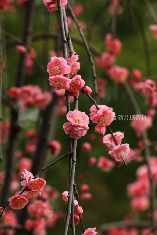 春天梅花盛开