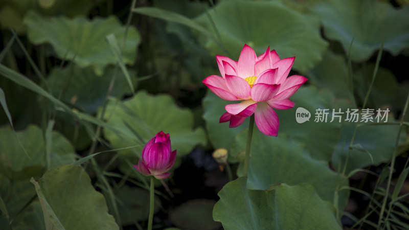 夏季公园荷塘荷叶丛中荷花特写