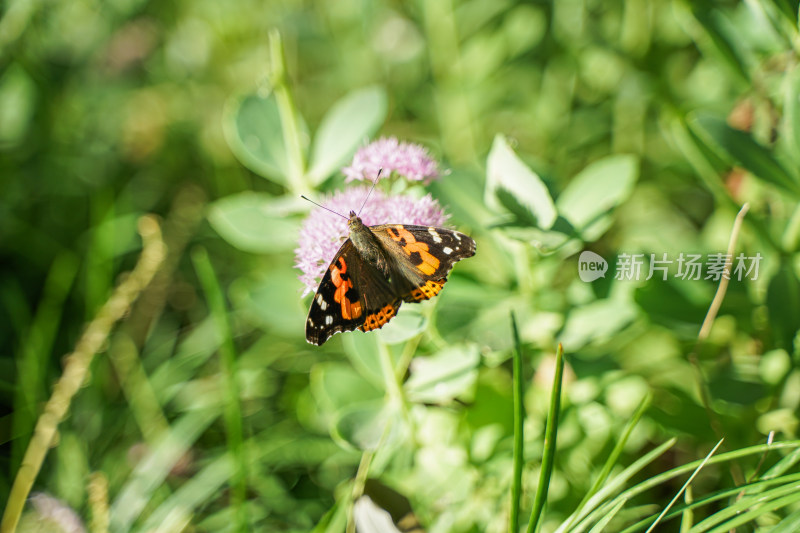 赤蛱蝶在草丛中