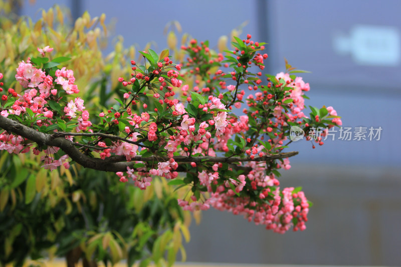 春天的鲜花海棠，垂丝海棠