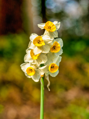 水仙花特写